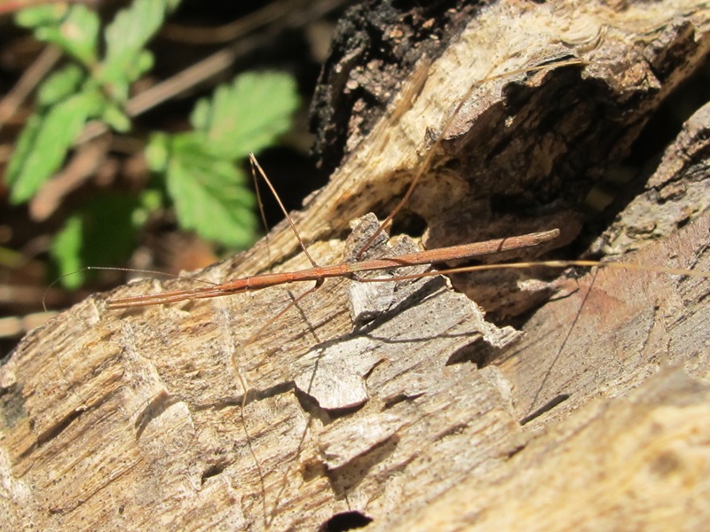 Reduviidae: Ischnonyctes barbarus del Lazio (VT)